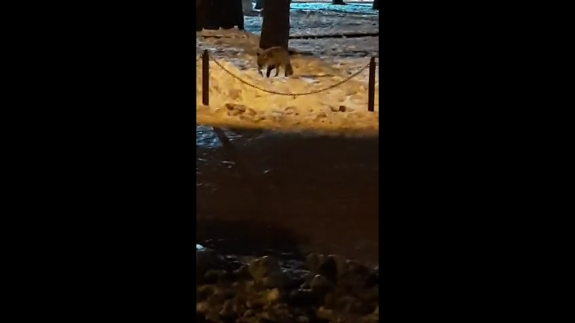 Лиса на Свободе: в Ярославле сняли на видео дикое животное в центре города