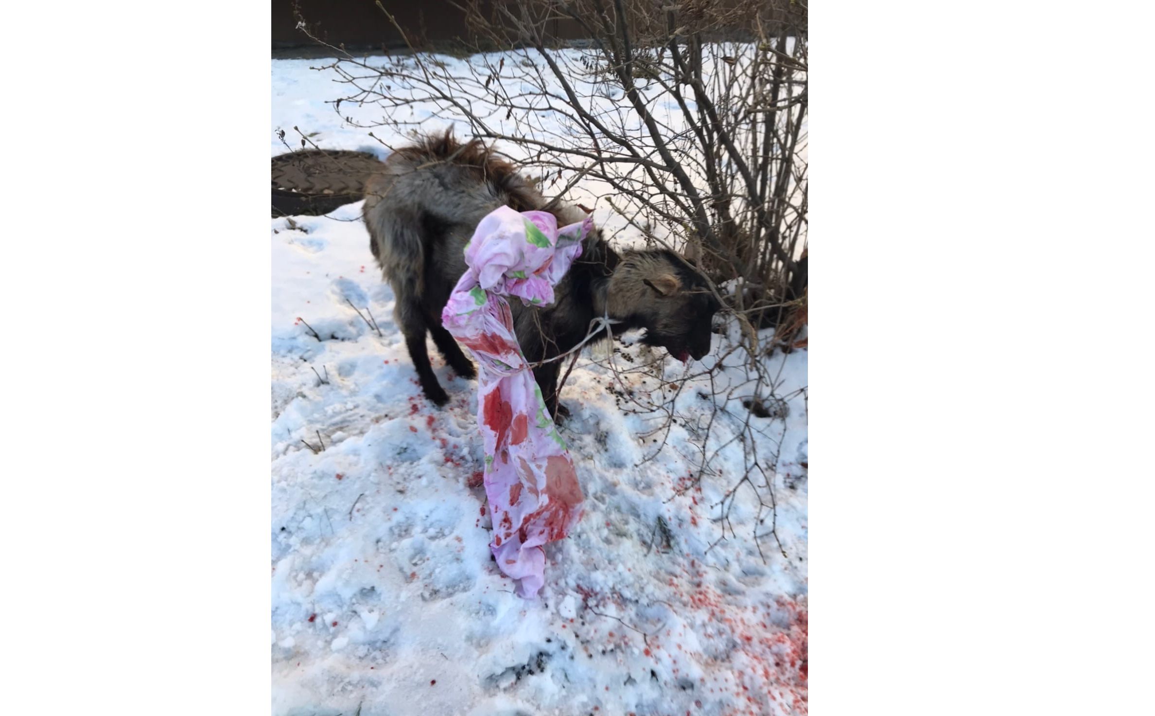 Собака оказалась козой, а коза козленком: в Ярославле спасли истекавшее кровью домашнее животное