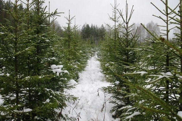 В ярославских лесах для новогодних праздников заготовят более 600 хвойных деревьев
