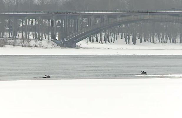 В центре Рыбинска несколько лосей провалились под лед: одно животное погибло