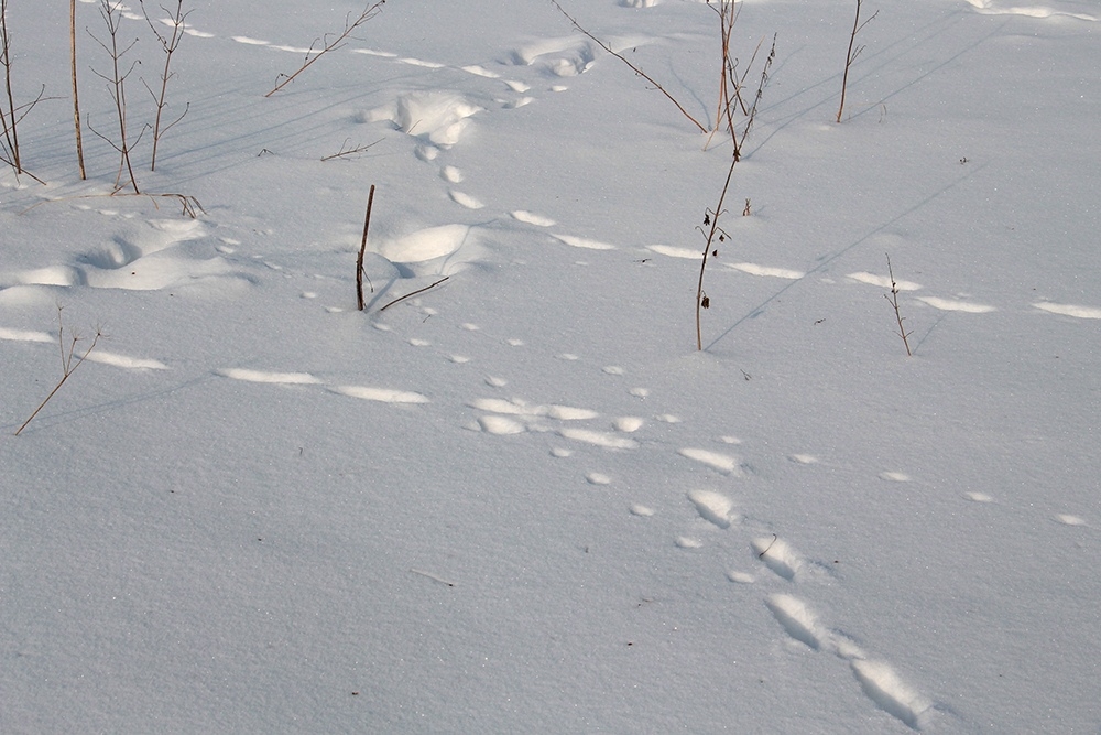 Охотничьих животных в Ярославской области посчитают по следам на снегу