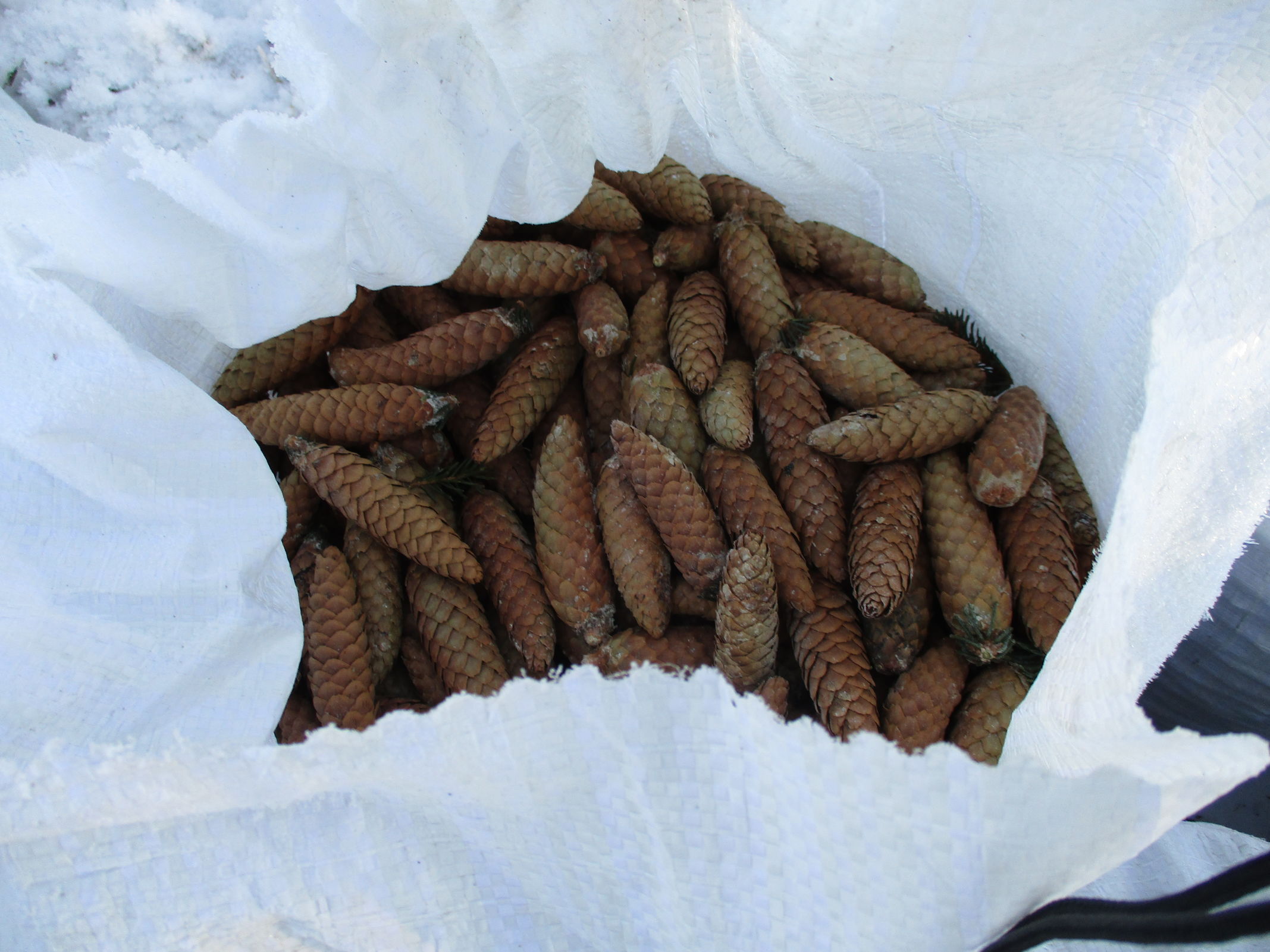 Более 15 тонн шишек елей и сосен собрали в регионе для заготовки лесосеменного сырья
