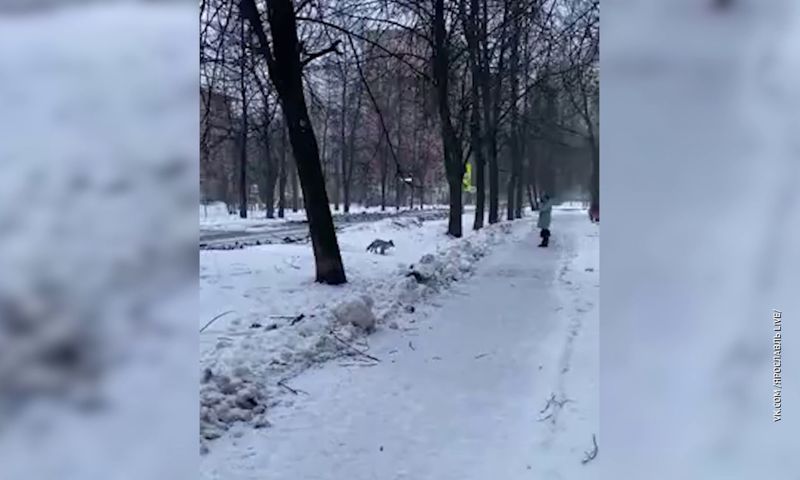 В центре Ярославля сняли гуляющую лису
