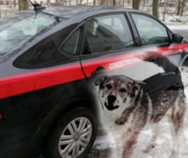 В Ярославле собака напала на девятилетнего мальчика