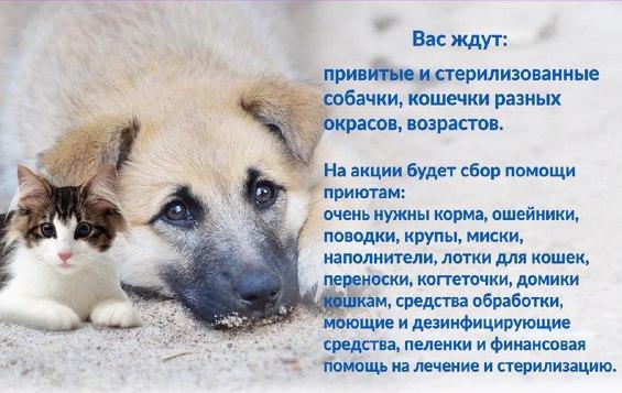 В Ярославле состоится акция по раздаче животных «Хочу домой»