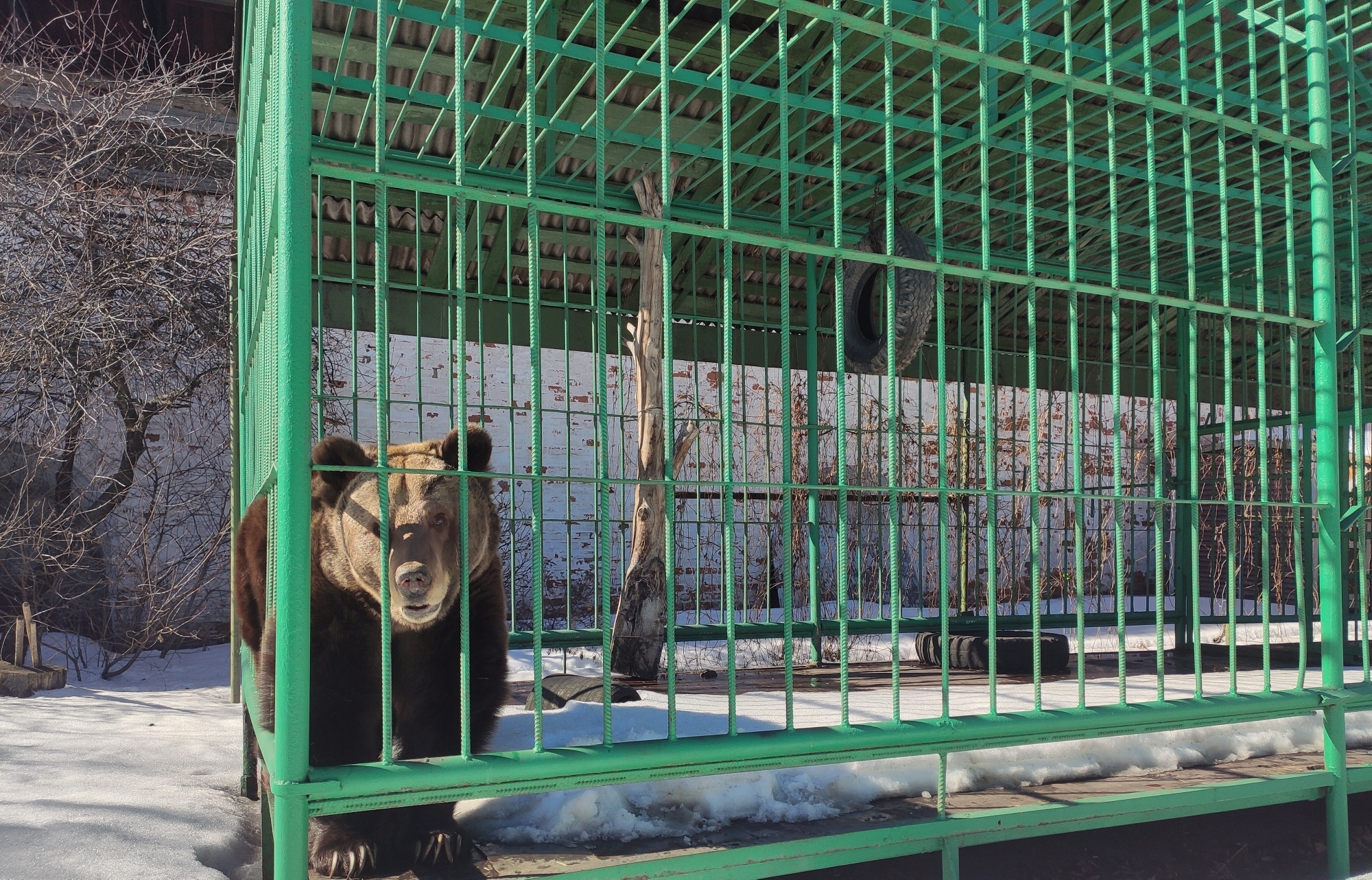 В Ярославском музее-заповеднике проснулась медведица Маша