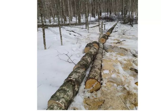 33 нарушения лесного законодательства выявили в Ярославской области с начала года