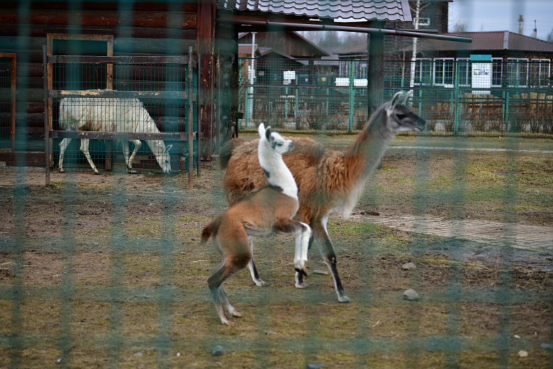 В Ярославском зоопарке детеныш ламы Пират впервые вышел на публику: фото
