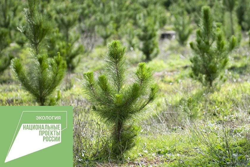 ​Агротехнический уход за молодыми деревьями в этом году будет проведен на 11 тысячах гектаров лесного фонда региона