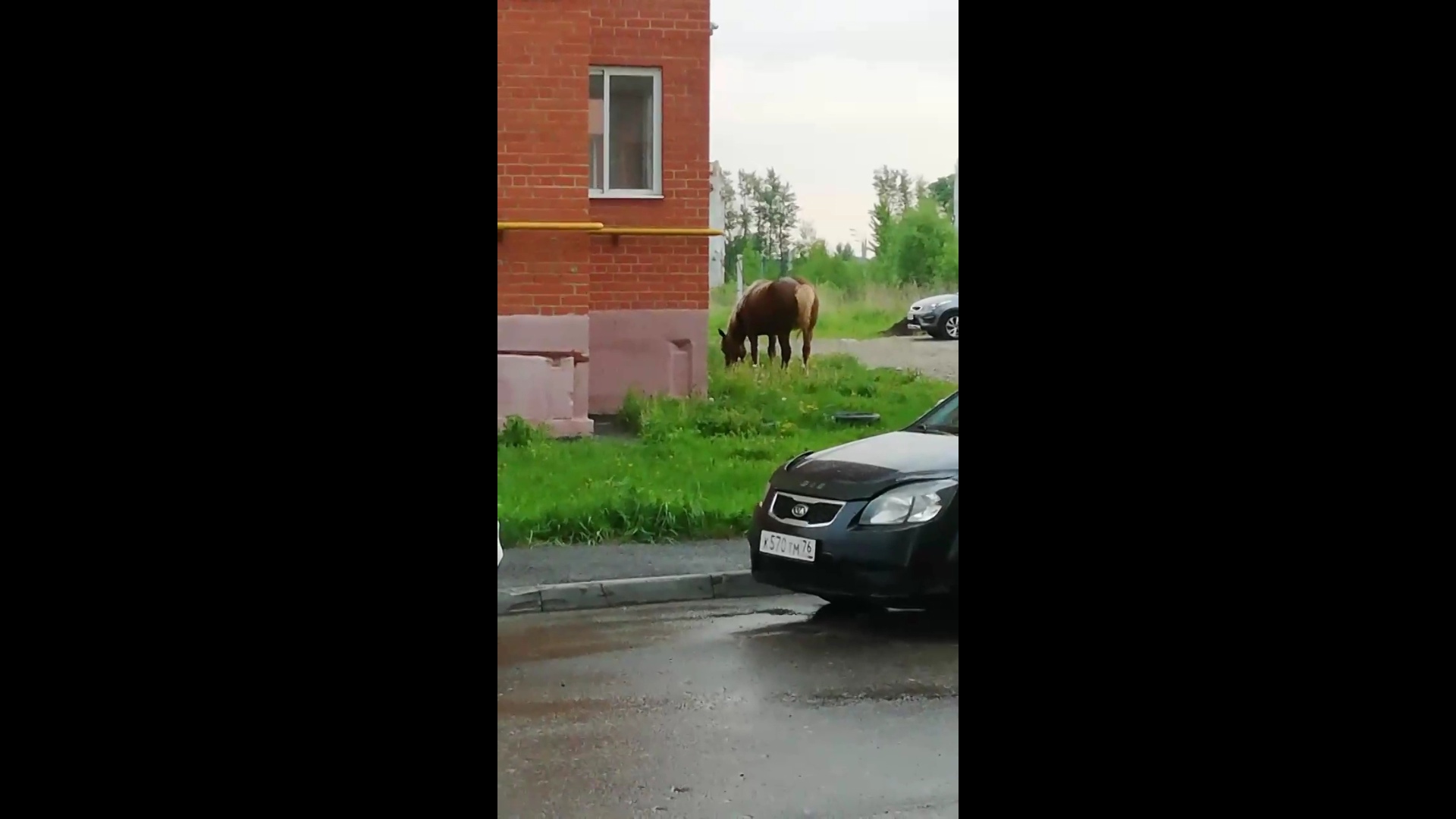 «Убежал красавец»: в Дзержинском районе Ярославля заметили блудного коня