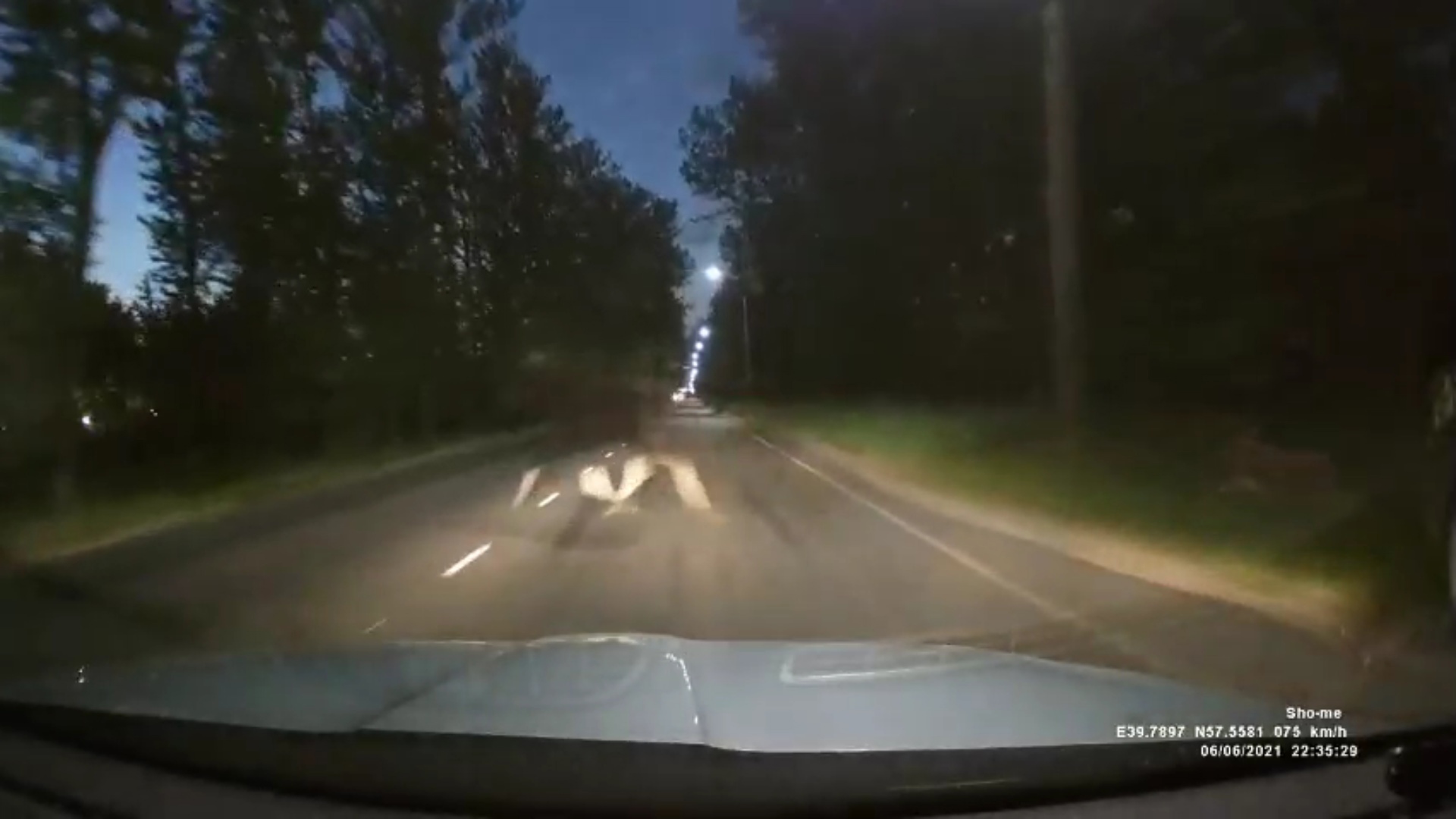 На Нефтестрое в Ярославле лось выскочил на дорогу перед проезжавшим автомобилем