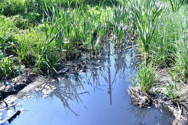В Ярославле после обращений местных жителей выясняют причины загрязнения Пятовского ручья