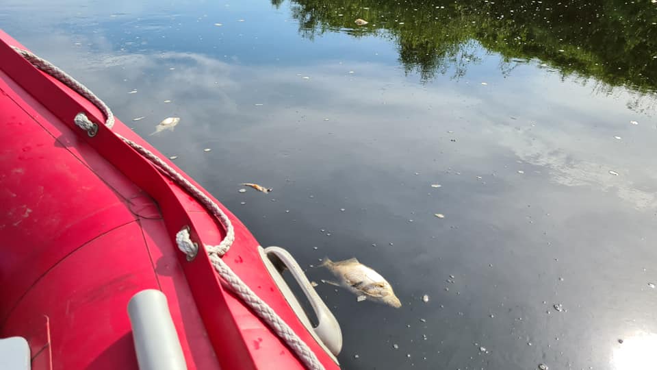 В ярославских водоемах массово гибнет рыба