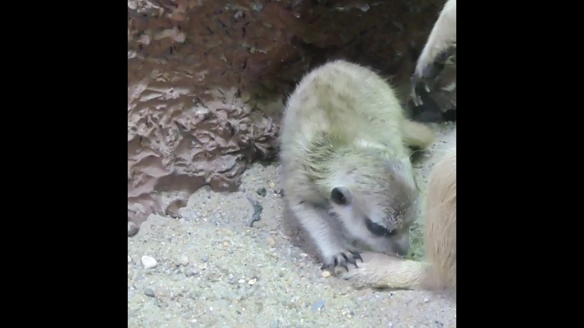В забавном семействе сурикатов в Ярославском зоопарке родился малыш