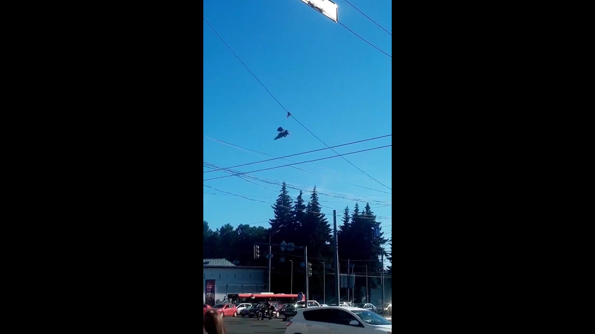 В центре Ярославля спасли голубя, повисшего на проводах: видео