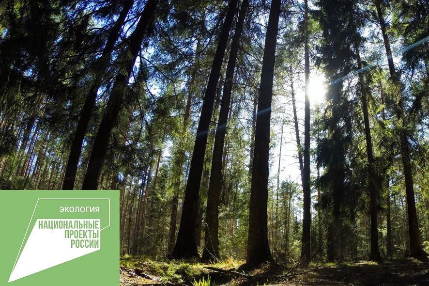 Более 150 млн рублей поступило в бюджеты разных уровней за использование лесов