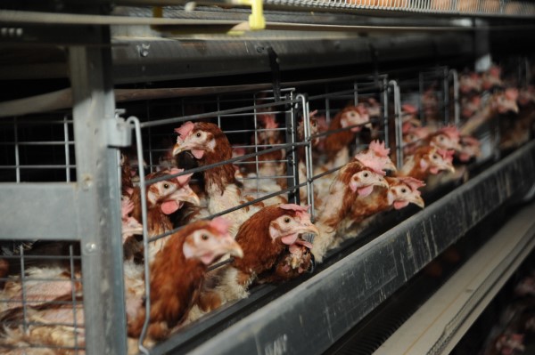 Экспорт мяса птицы из Ярославской области в Китай вырос в 2,4 раза с прошлого года