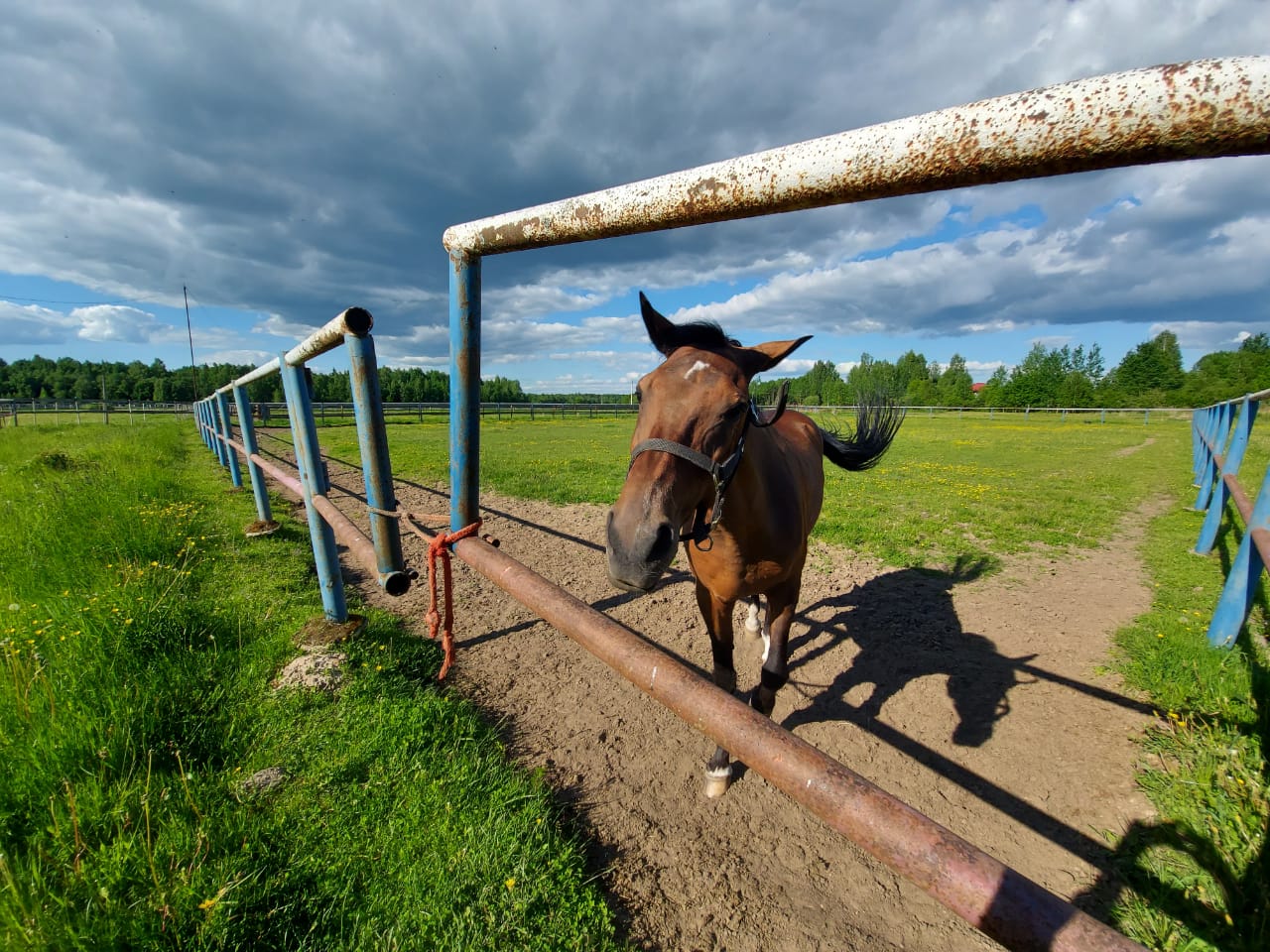В Ярославской области составят «дорожную карту» по развитию коневодства