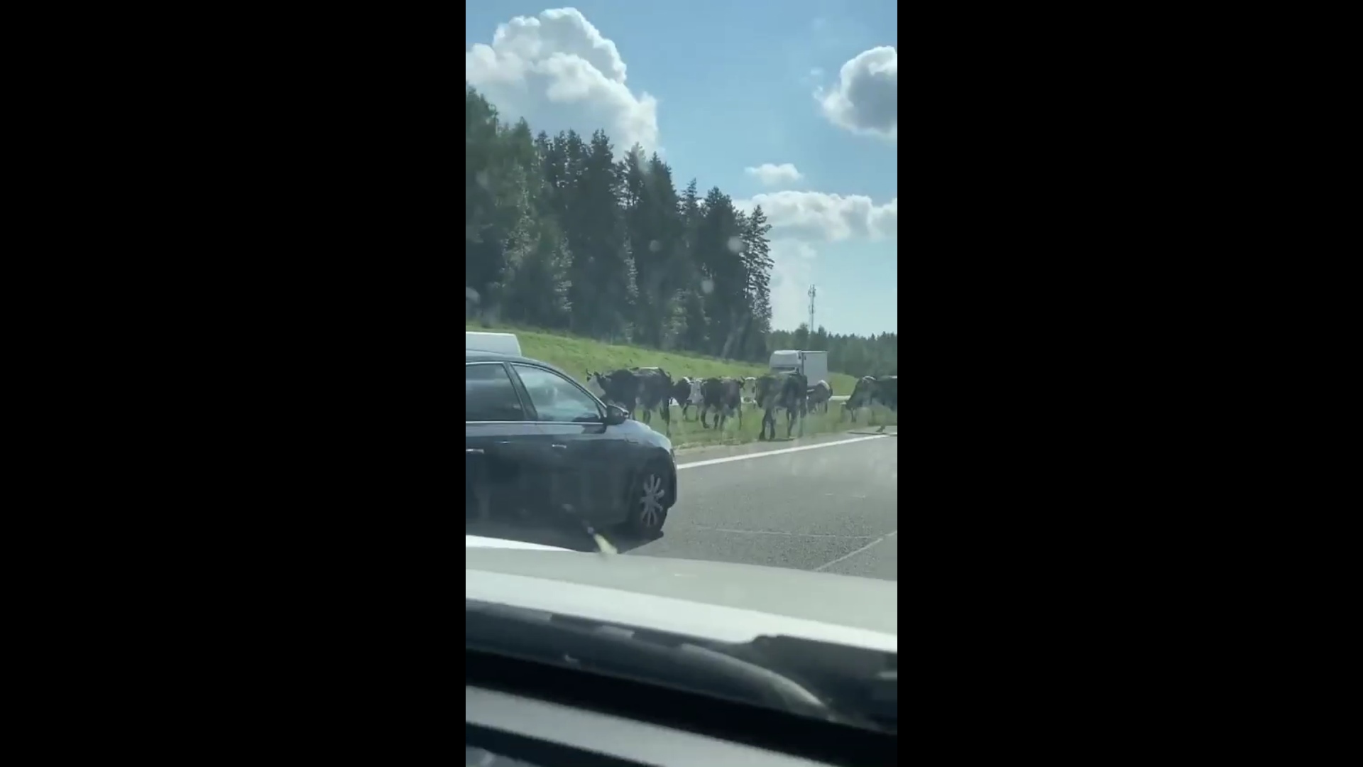 Стадо коров перегородило проезд на федеральной трассе под Ярославлем