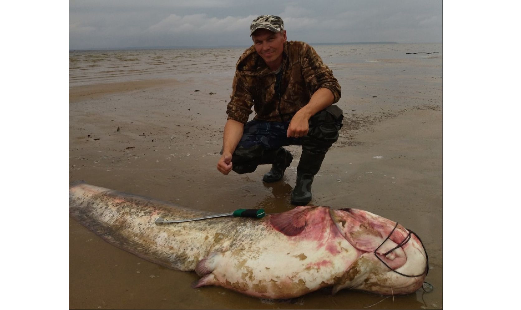 «Около 90 килограммов»: на Рыбинском водохранилище рыбак выловил огромного сома