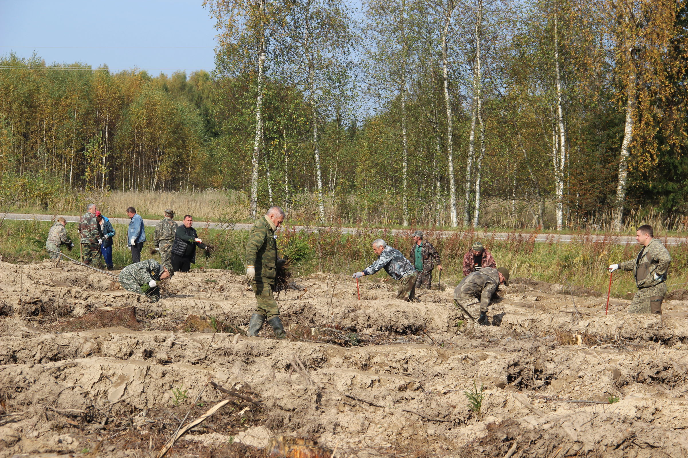 В сентябре в Ярославской области стартует всероссийская акция «Сохраним лес»