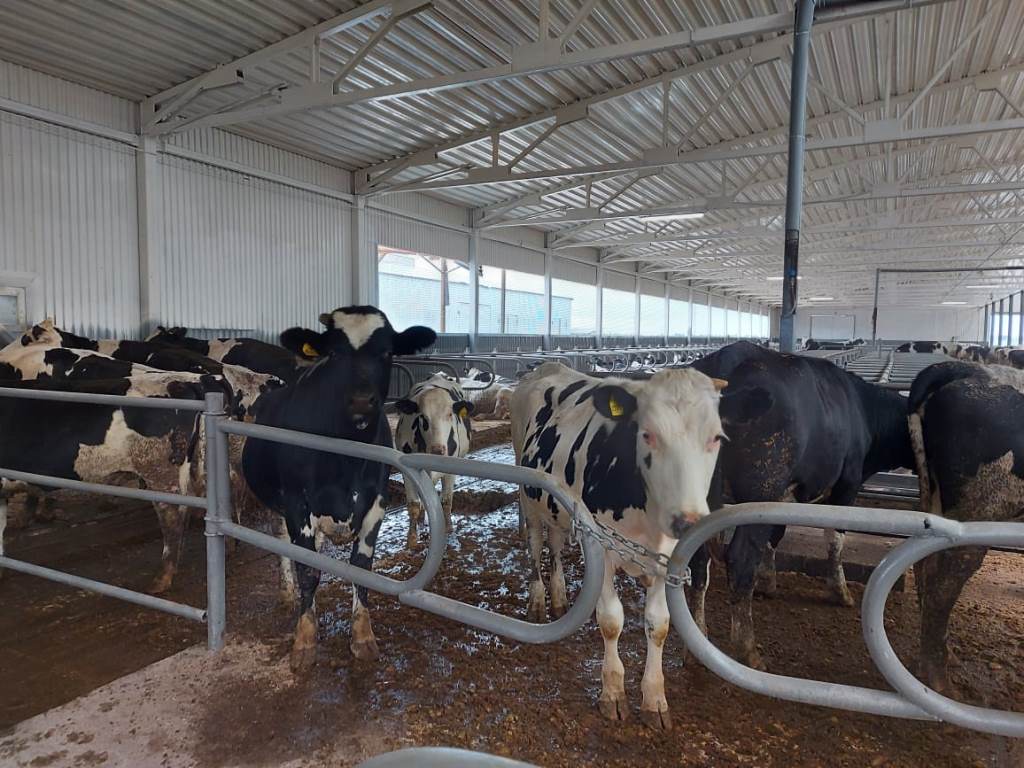Под Ярославлем открыли молочно-товарный комплекс на 1400 голов крупного рогатого скота