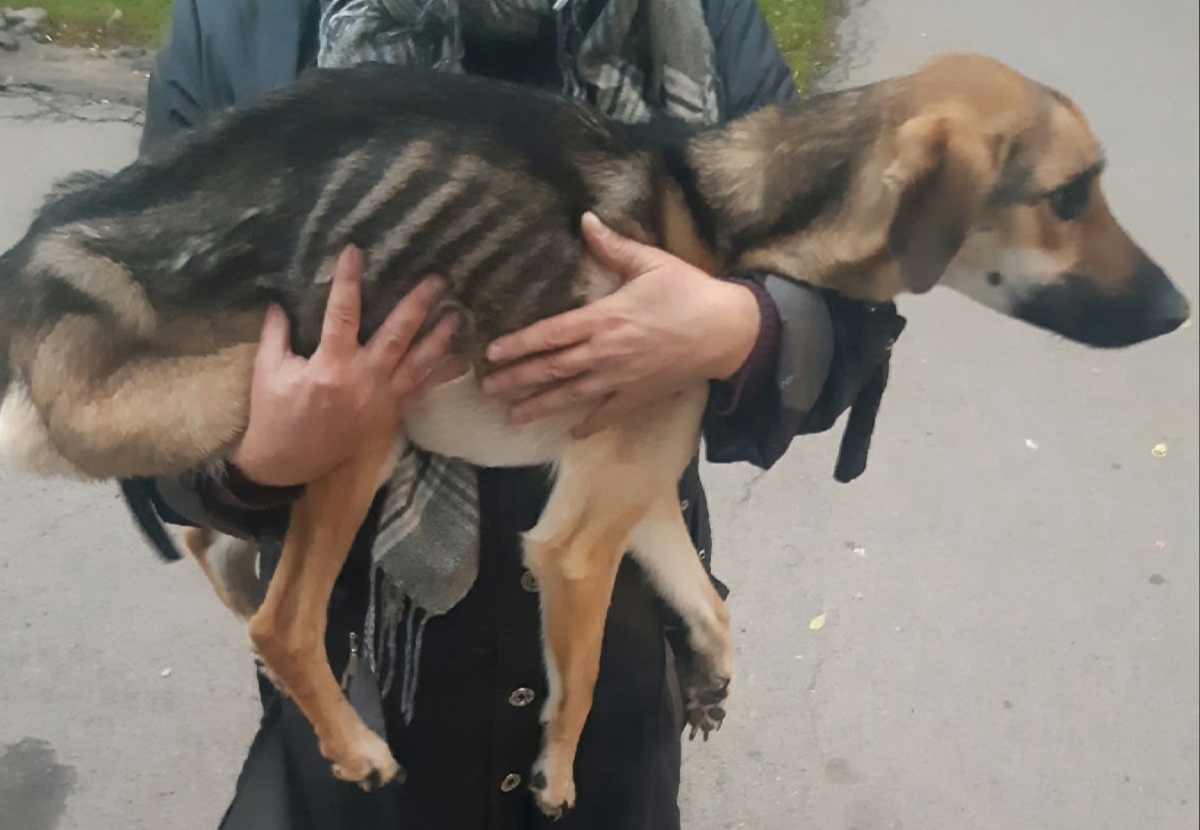 «Жертва концлагеря»: в Ярославской области спасли свисающую с балкона голодную обессилившую собаку