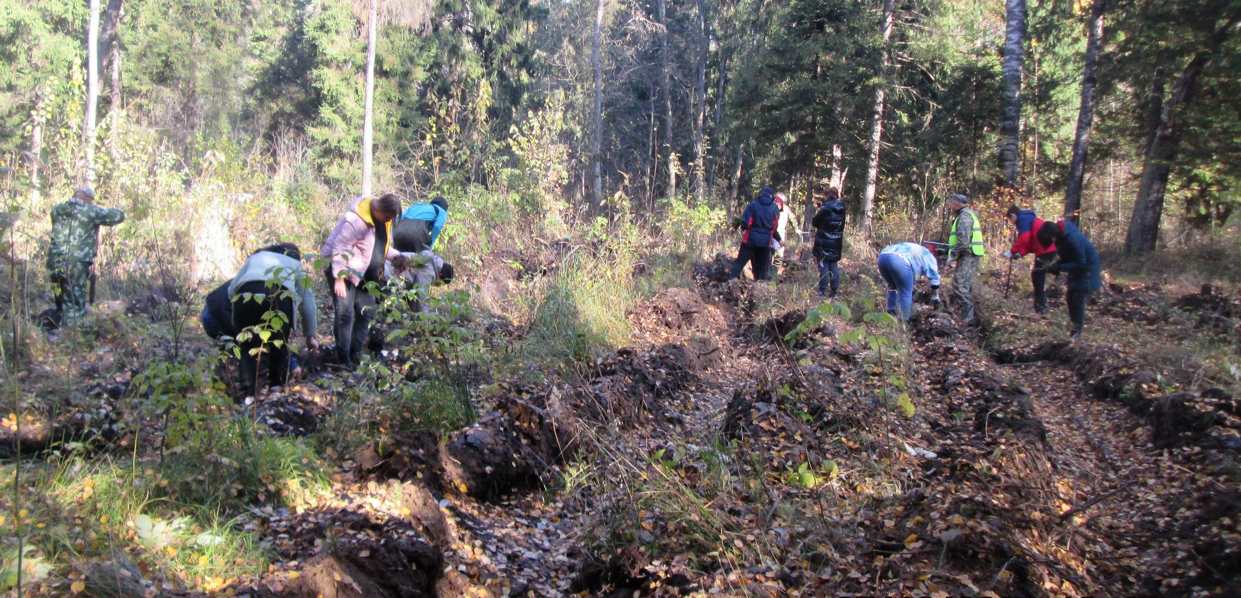 2,8 тысячи елей посадили в рамках природоохранной акции в Ярославской области