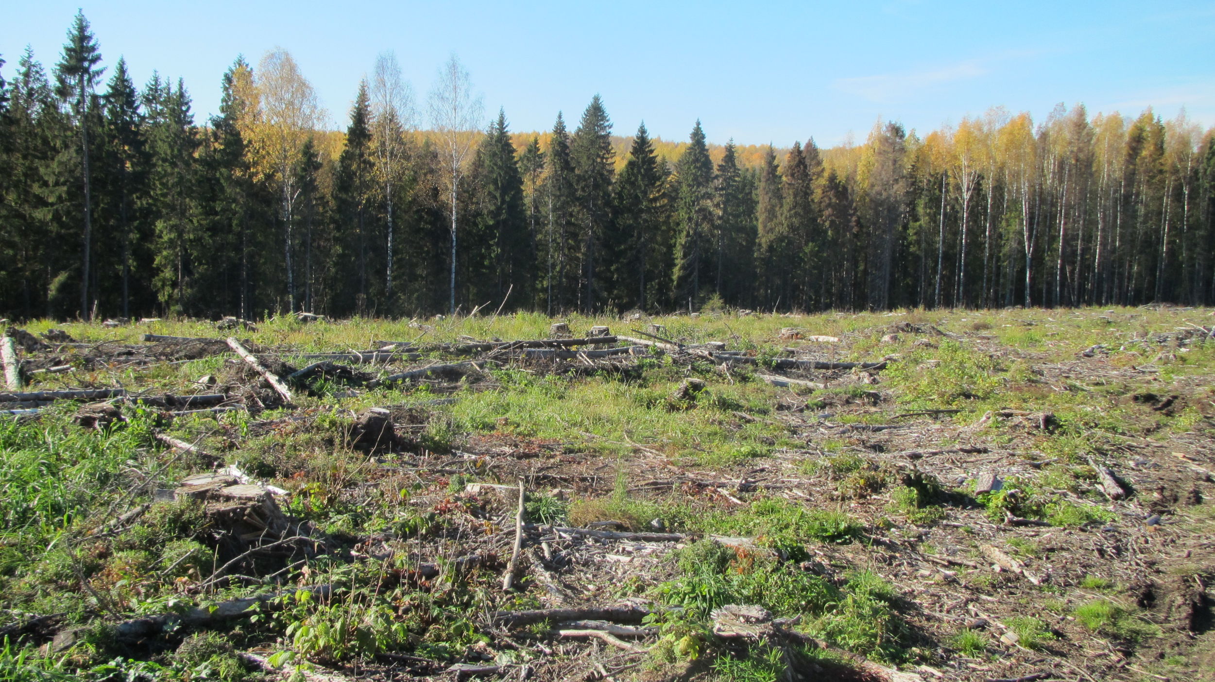 Качество разработки лесосек проверяют в Ярославской области