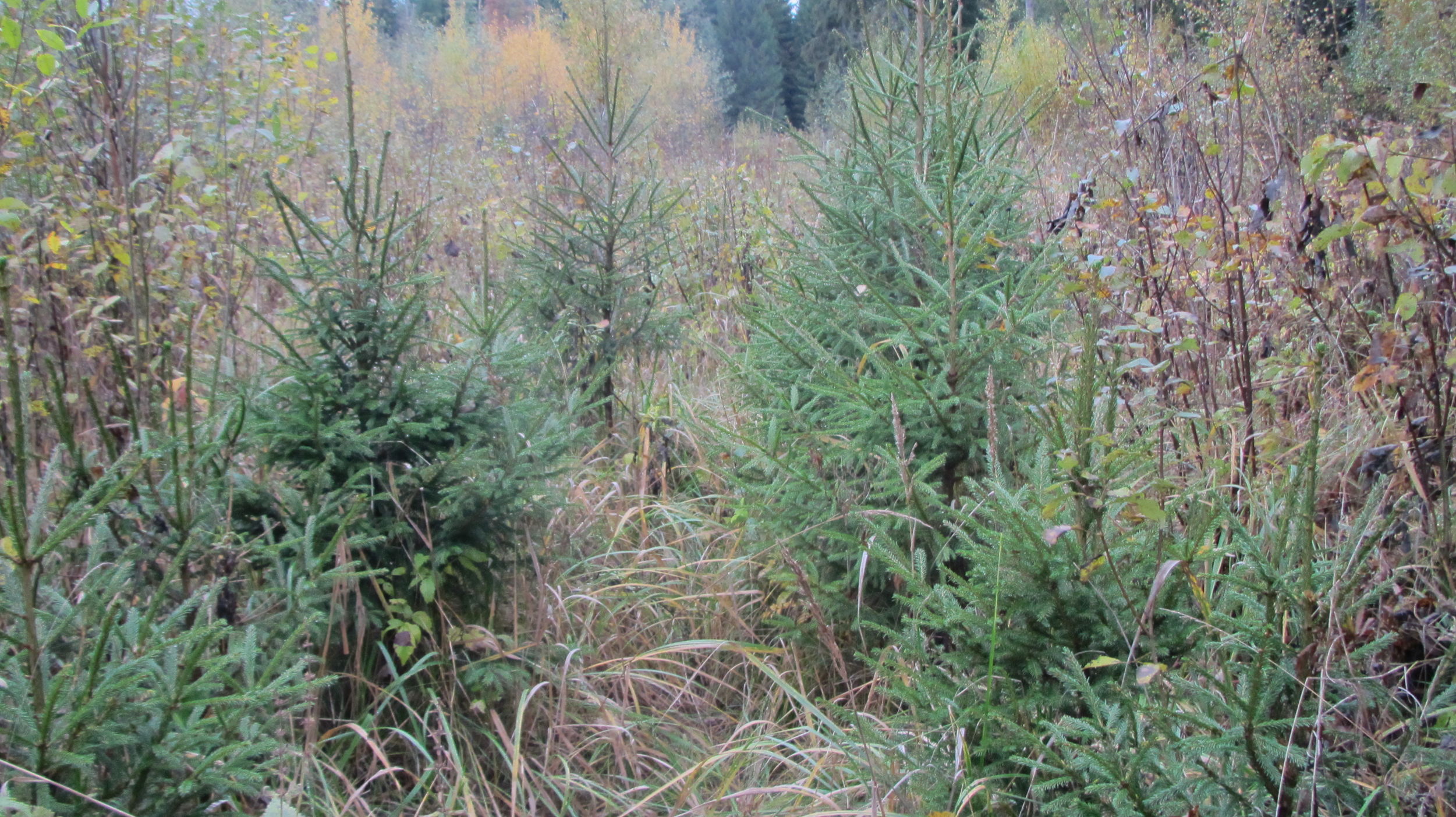 Работы по лесовосстановлению в Ярославской области провели на площади более 6 тысяч гектаров