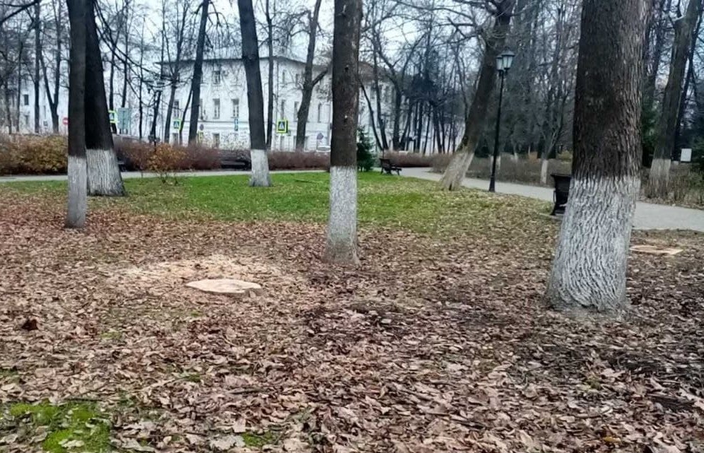 В Ярославле проводится проверка по факту спила деревьев в Демидовском сквере