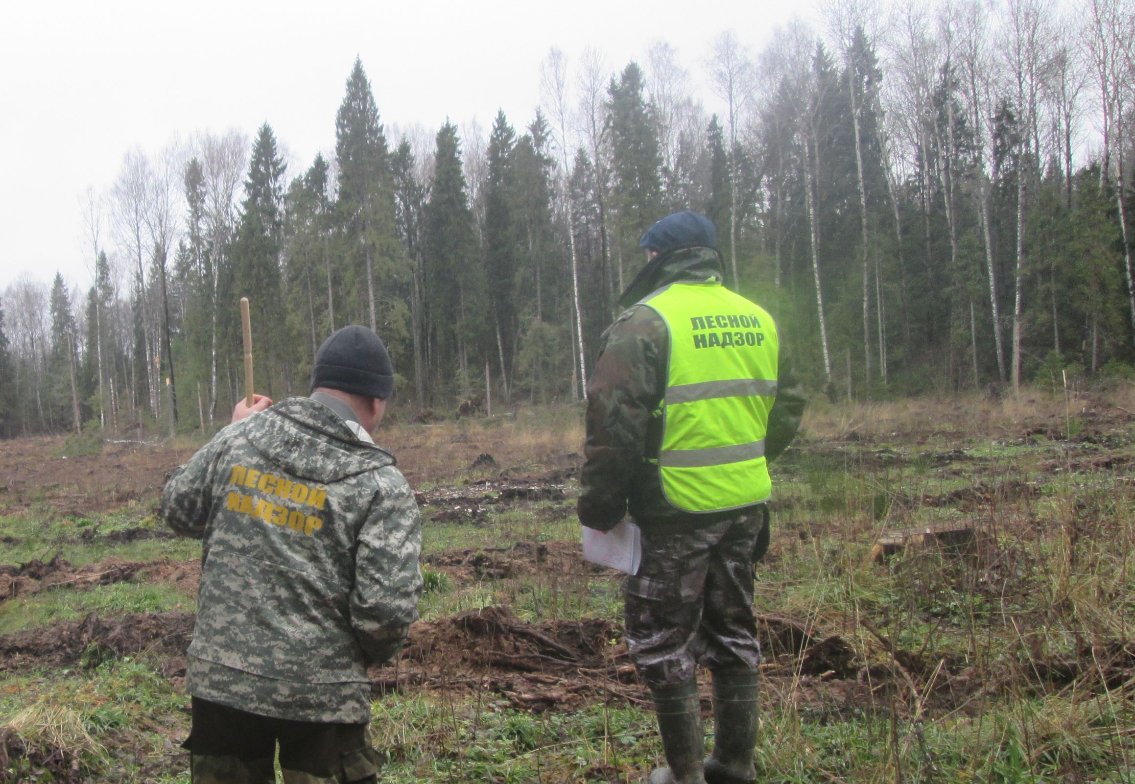 Сумма штрафов за нарушения лесного законодательства в Ярославской области составила более 9,3 миллиона рублей