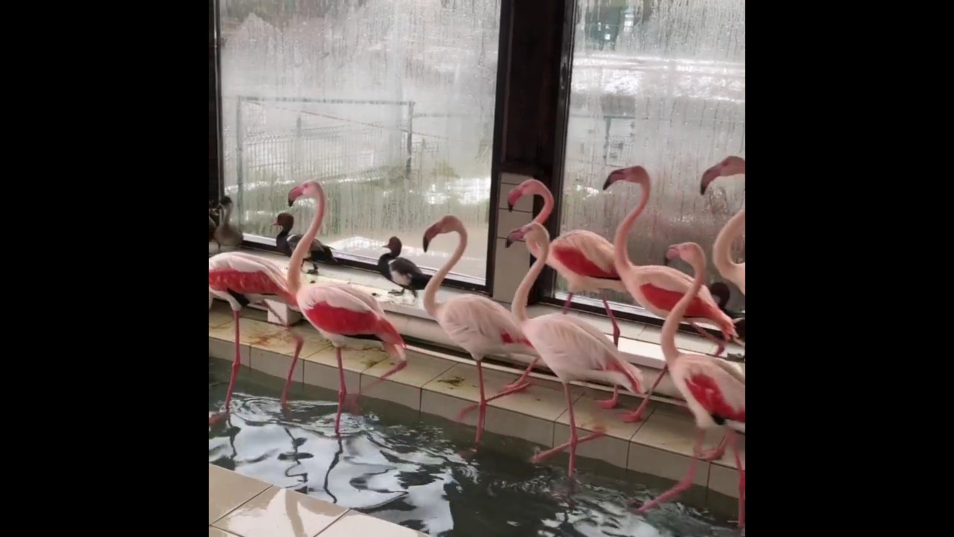 В Ярославском зоопарке красноносые нырки составят на зиму компанию фламинго