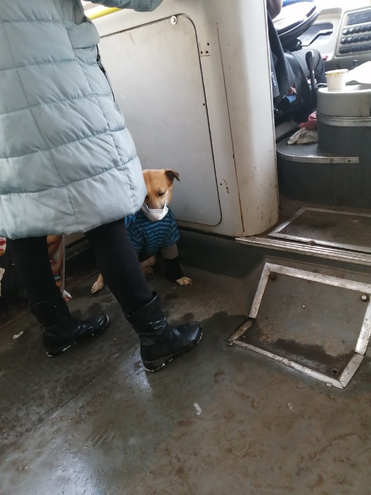 Пес в тельняшке и с маской на морде проехал в автобусе в Ярославле