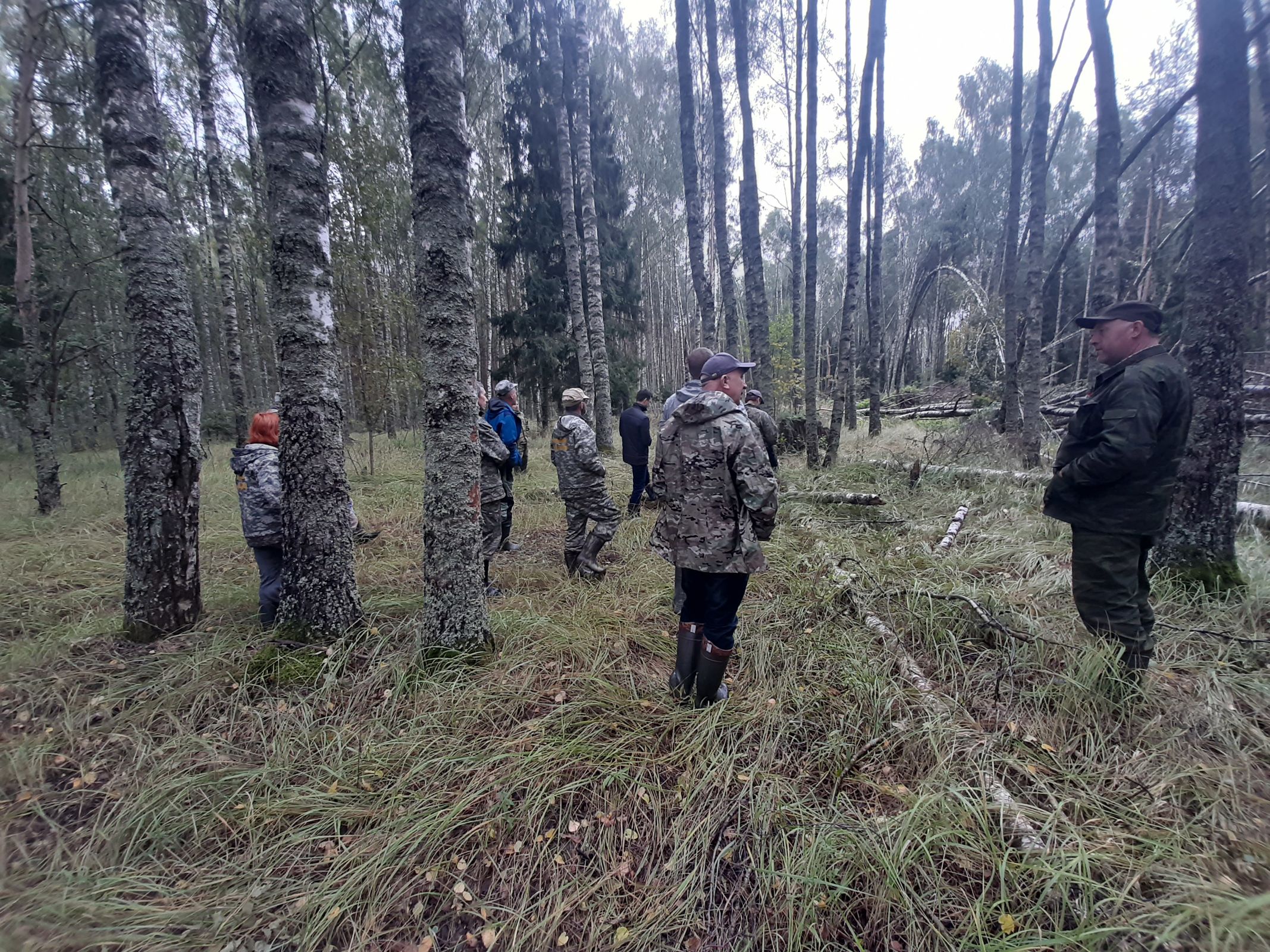 Лесопатологические обследования в Ярославской области проведены на площади 6300 гектаров