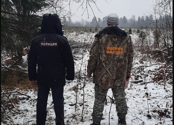 В Ярославской области провели проверку по факту рубки леса в районе поселка Михайловское