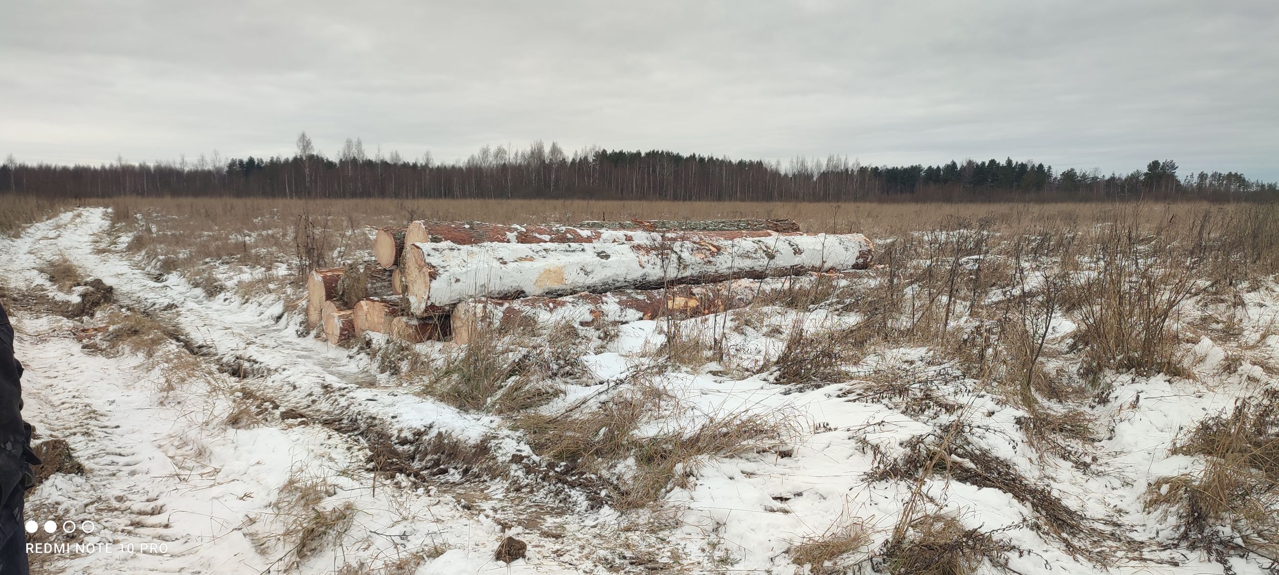 В Ярославской области поймали «черных лесорубов» которые спилили сосен на 2,7 миллиона рублей