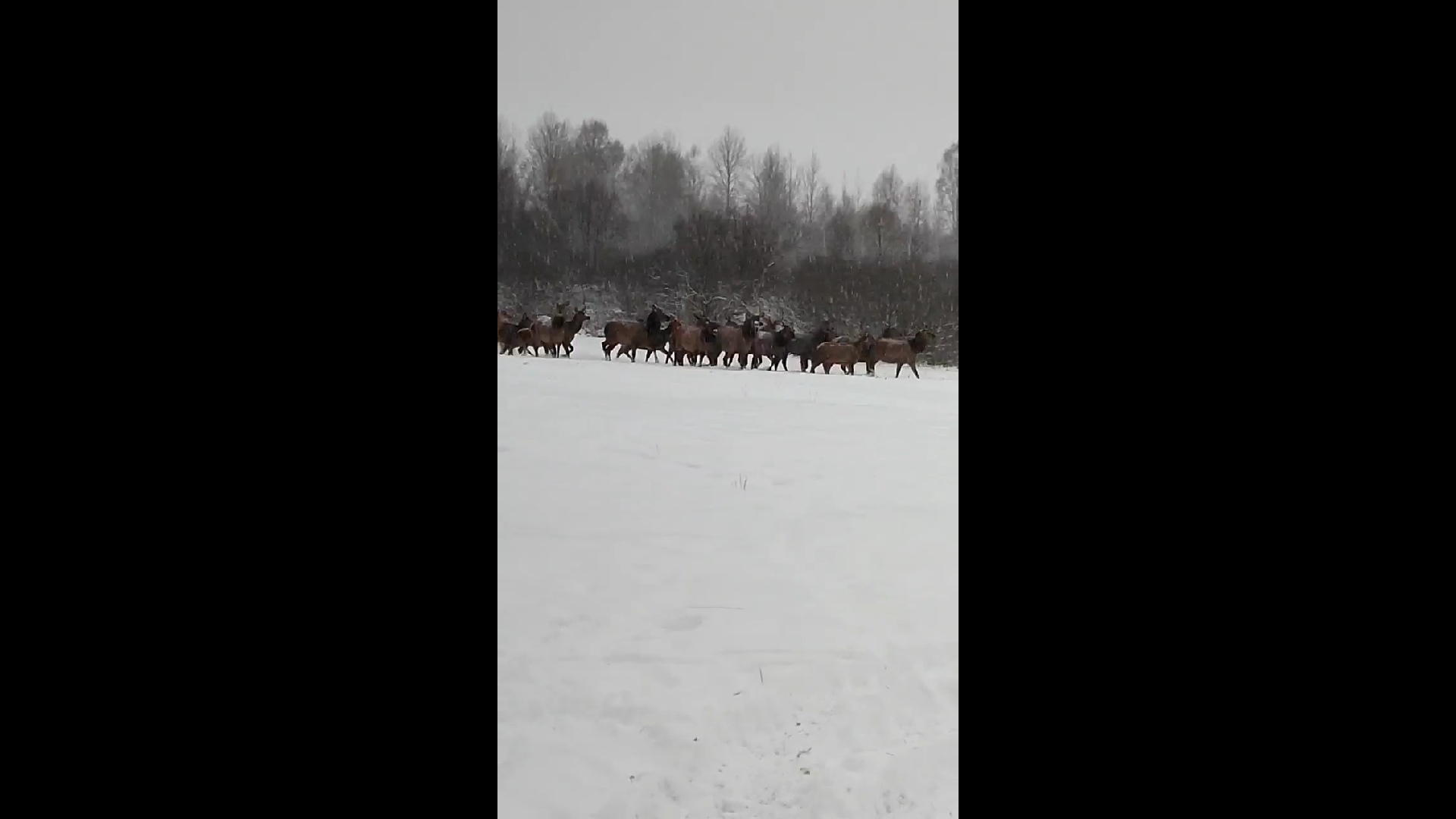 В Ярославской области по дороге на Великий Устюг заметили стадо оленей без Деда Мороза