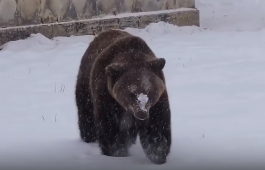 В Ярославском зоопарке бурые медведи ушли в зимнюю спячку