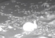 В Ярославской области заяц попал в объектив видеоловушки