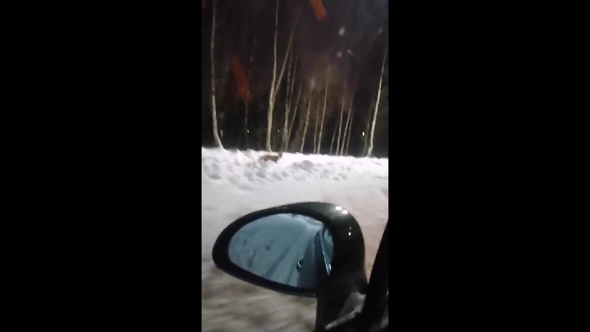 В Ярославле сняли на видео бегущую по проспекту лису