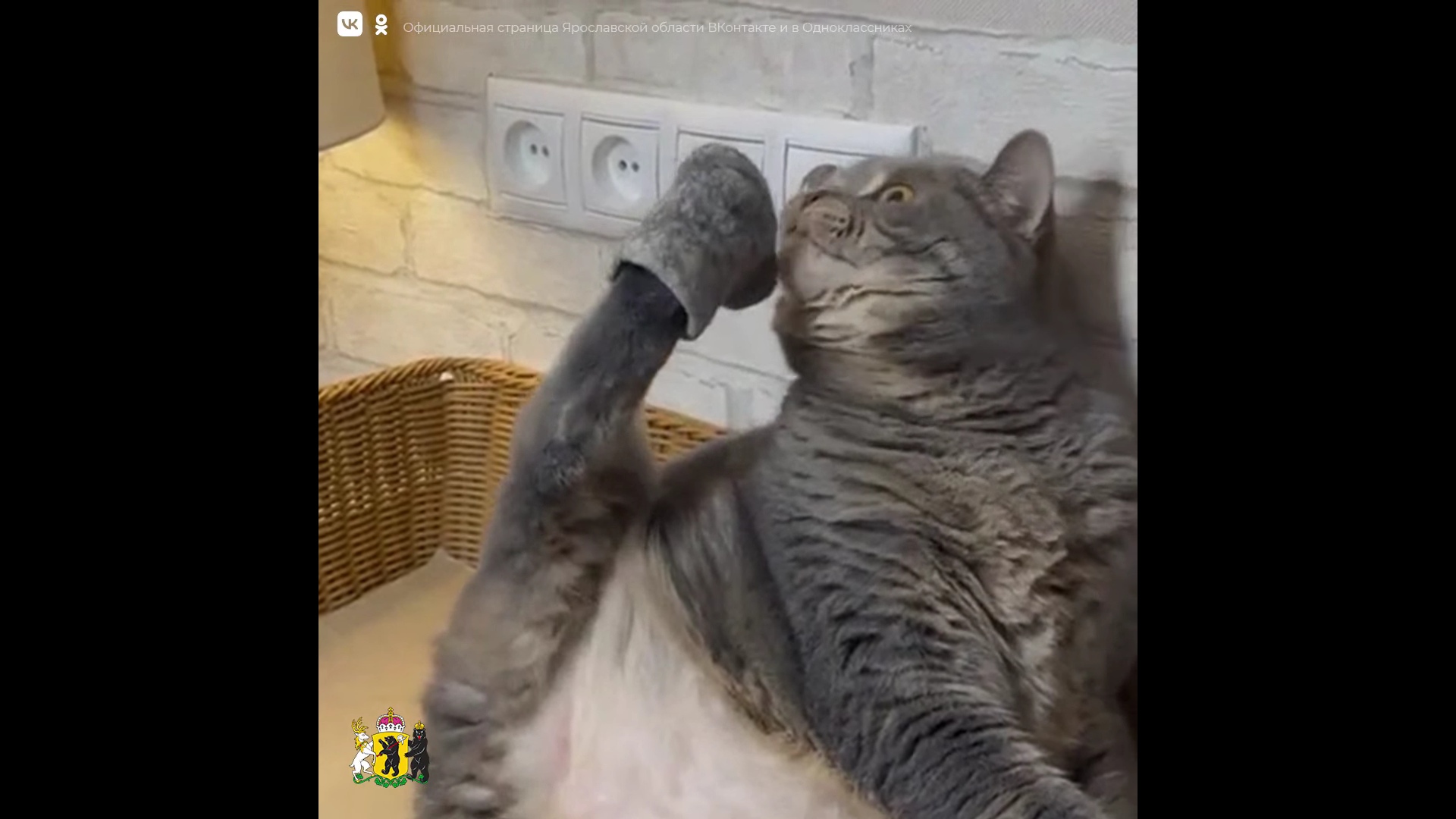 Ярославский кот Марсель с валенками из собственной шерсти прославился в интернете
