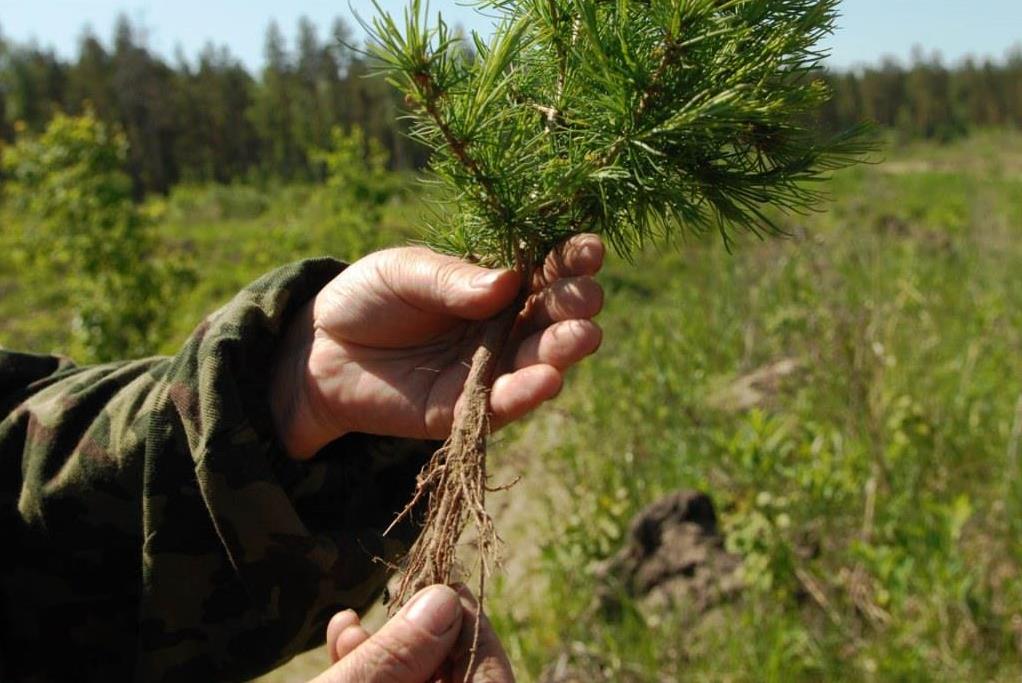 На сохранение лесов в Ярославской области в этом году направят более 16 миллионов рублей