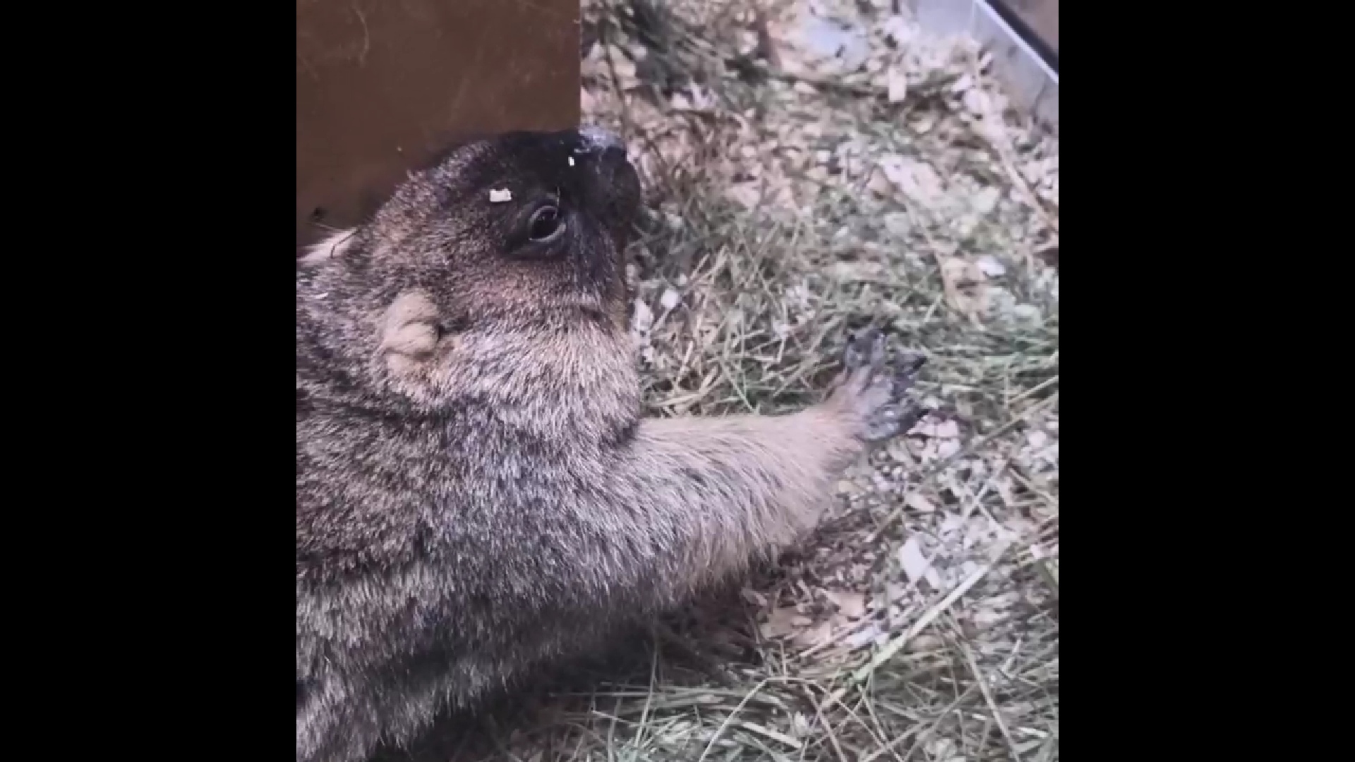В Ярославском зоопарке из зимней спячки вышли сурки