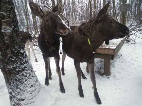 В охотугодьях Ярославской области будет выложено более 6 тысяч тонн кормов и 170 тонн соли для диких животных