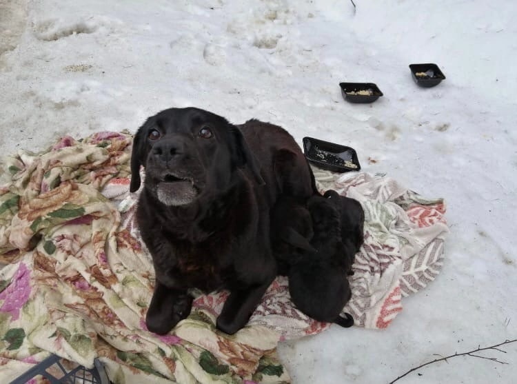 В Ярославле на улицу выкинули собаку с четырьмя щенками