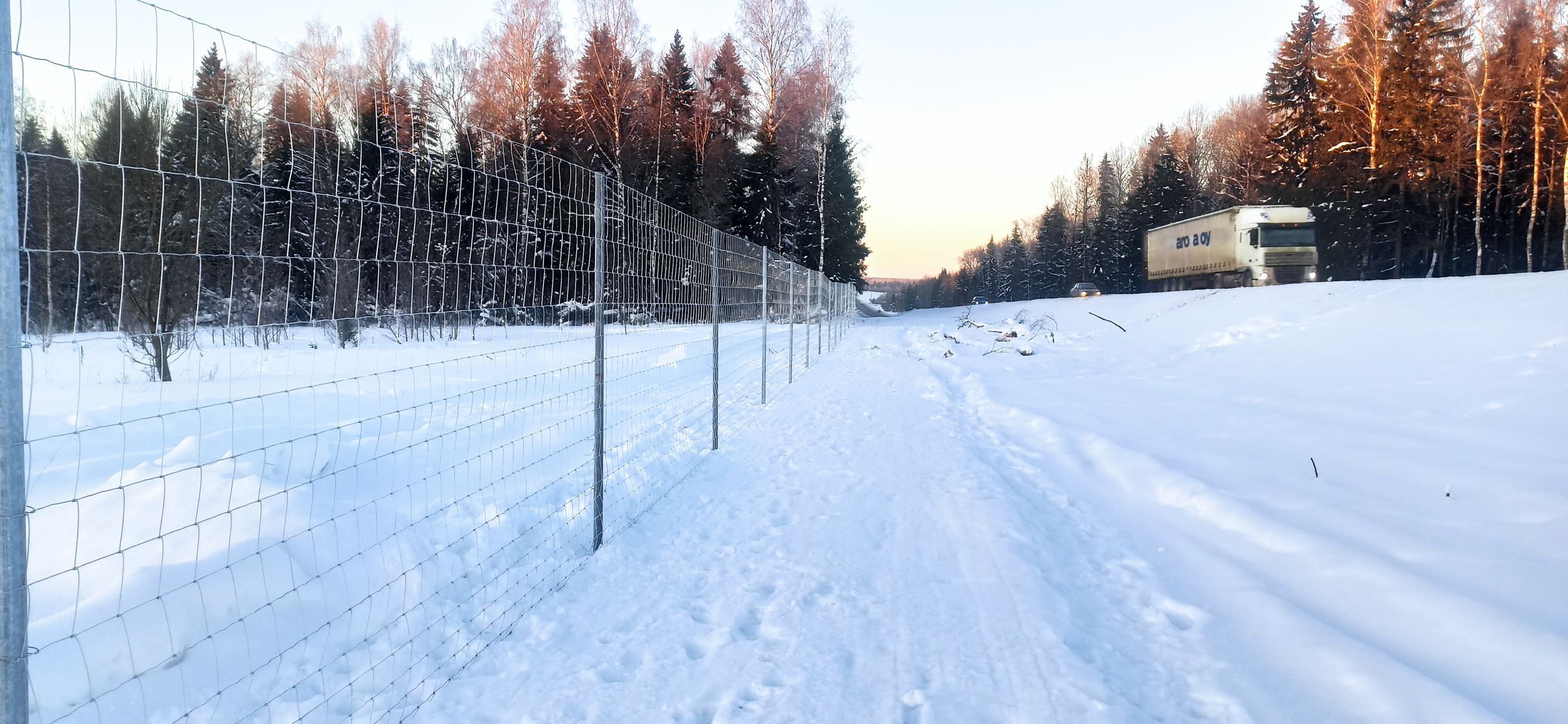 В Ярославской области участились случаи выхода лосей к трассам