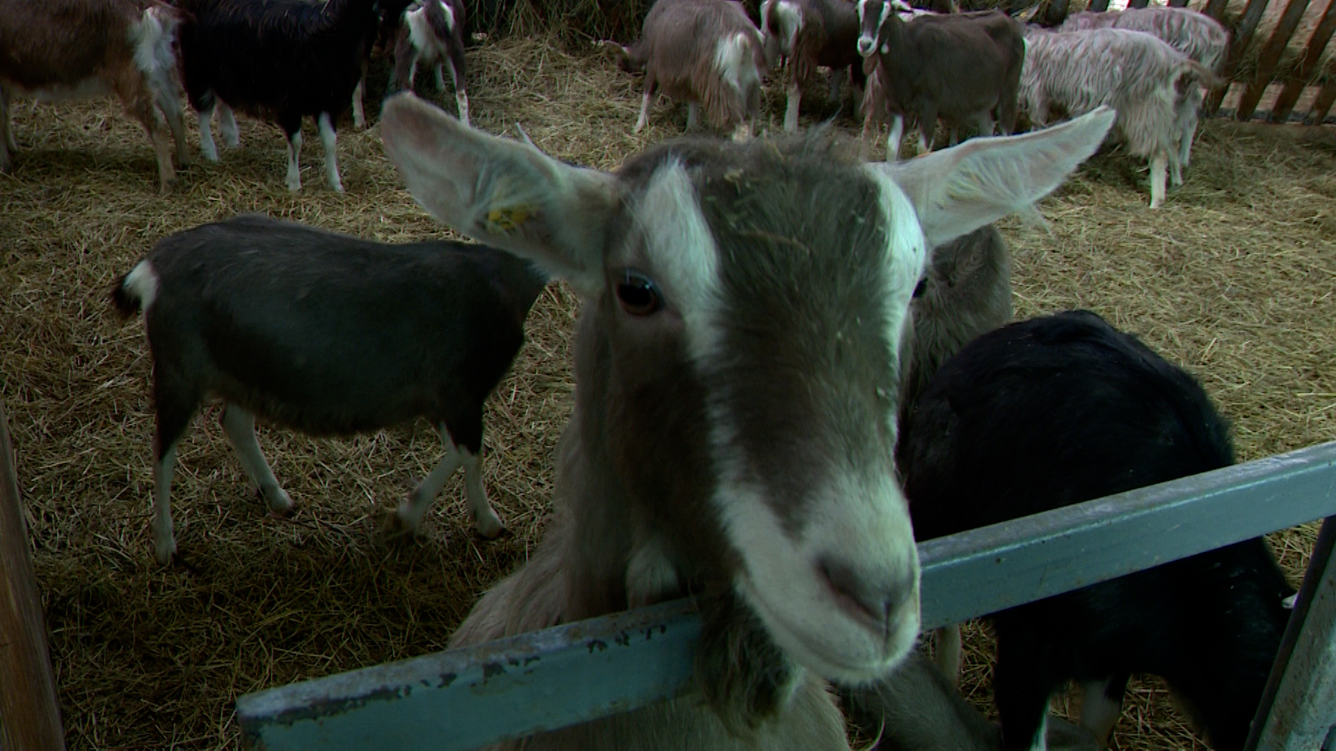В Ярославской области разводят уникальную альпийскую породу коз