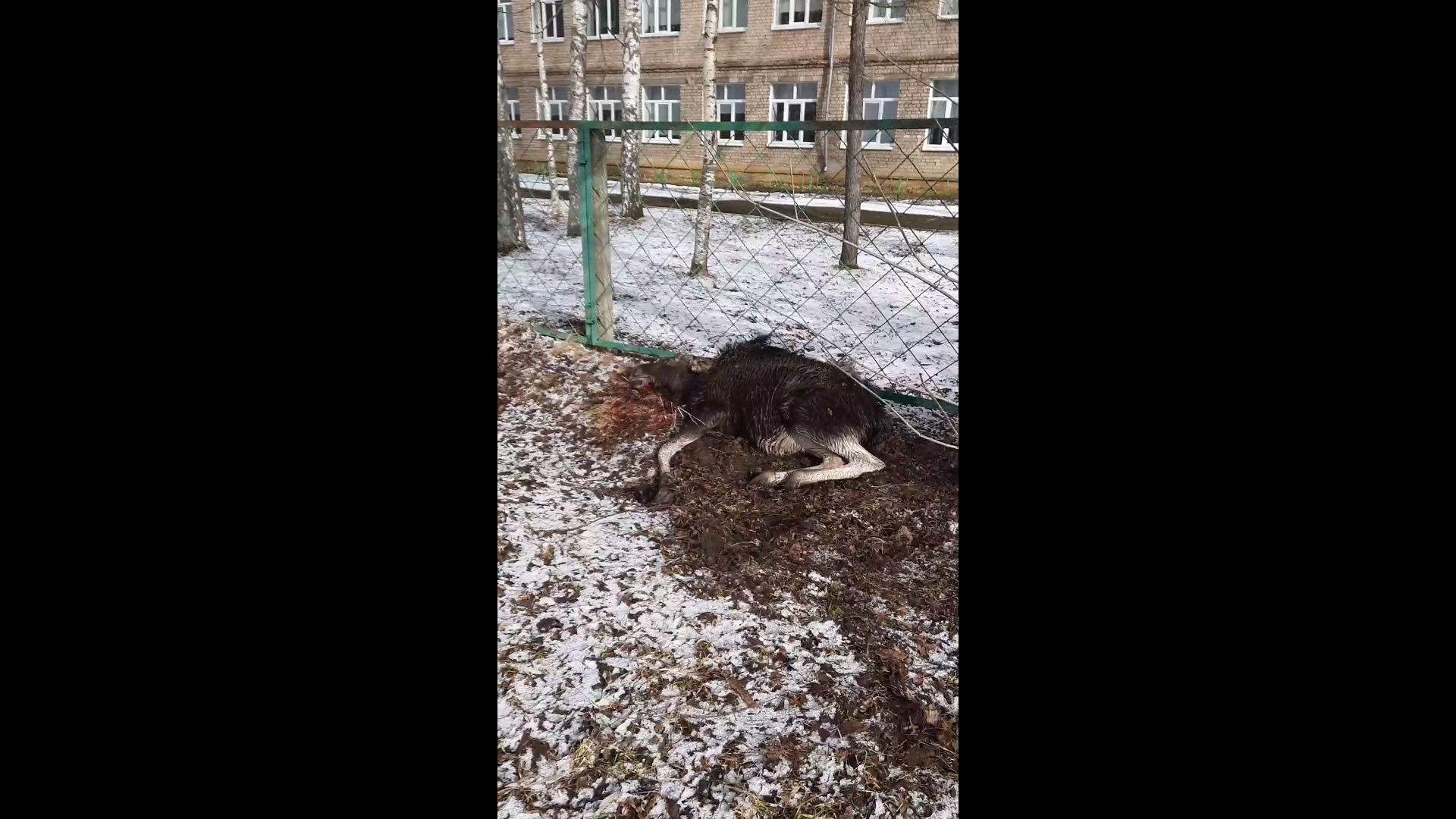В Рыбинске у школы погиб лосенок