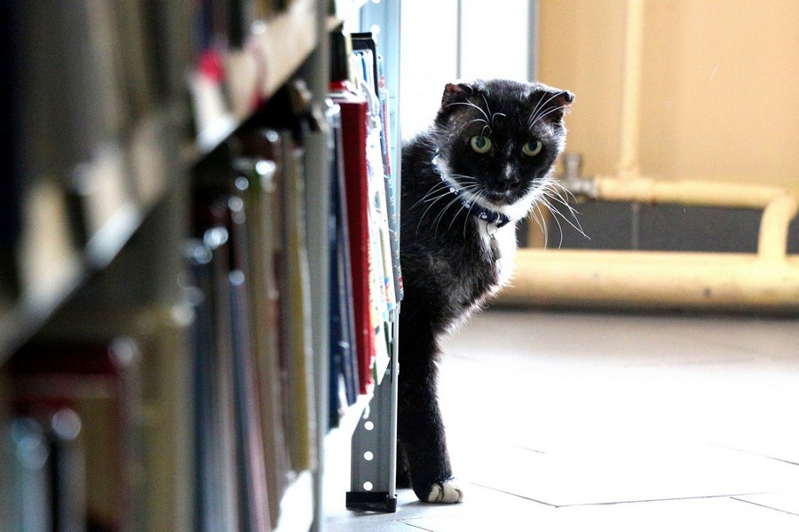 Кот с непростой судьбой стал сотрудником библиотеки в Рыбинске